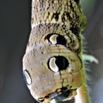 Olifantsrups Olifantsrups