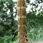 Olifantsrups Olifantsrups