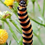 Rups van de Jakobsvlinder op St Jakobskruiskruid Rups van de Jakobsvlinder op St Jakobskruiskruid