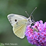 Witje Witje