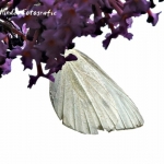 Witje Witje