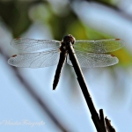 Libelle Libelle