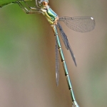 Libelle Libelle