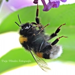 Hangende Hommel Hangende Hommel