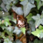 Web makende spin Web makende spin