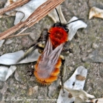 Bijzondere hommel Bijzondere hommel