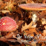 vliegenzwammen vliegenzwammen
