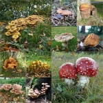 collage paddestoelen collage paddestoelen