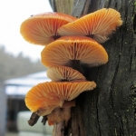 Oranje zwammen Oranje zwammen