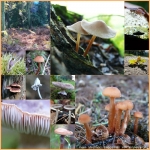 collage paddestoelen collage paddestoelen