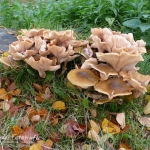 bruine zwammengroep bruine zwammengroep
