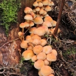 zwavelkopjes zwavelkopjes