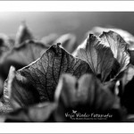 Hortensia Hortensia