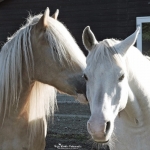Samen Samen