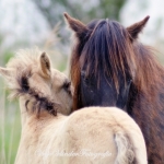 Konik merrie met veulen Konik merrie met veulen