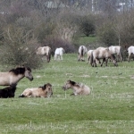 paardenlandschap koniks paardenlandschap koniks