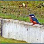 Ijsvogeltje Ijsvogeltje