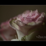 Fragile Fragile