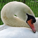 zwaan zwaan