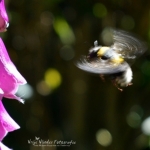 hommel in aktie hommel in aktie