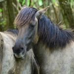 Oostvaardersplassen Almerekant Oostvaardersplassen Almerekant
