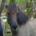 Oostvaardersplassen Almerekant Oostvaardersplassen Almerekant