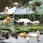 Collage van de eendenfamilie Collage van de eendenfamilie