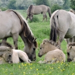 Koniks paarden bij de Blauwe Kamer Wageningen Koniks paarden bij de Blauwe Kamer Wageningen