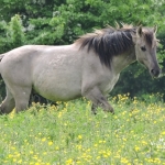Konik paard bij Blauwe Kamer Wagening Konik paard bij Blauwe Kamer Wagening