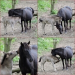 Liefde tussen moeder en kind. Liefde tussen moeder en kind.
