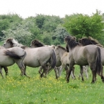 De Koniks paarden bij de Blauwe Kamer. De Koniks paarden bij de Blauwe Kamer.