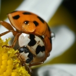 Lieveheersbeestje Lieveheersbeestje