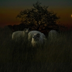 Sheep at night Sheep at night