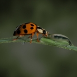 Lieveheersbeestje Lieveheersbeestje