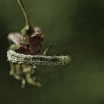 Little caterpillar Little caterpillar