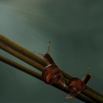 Snails Snails