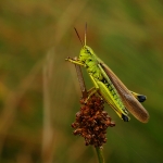 Grasshopper Grasshopper