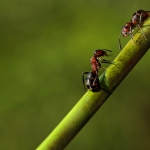 Ants Ants