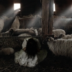 All sheep? All sheep?