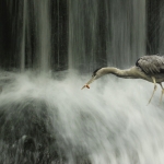 Reiger Reiger