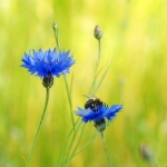 Korenbloemen Korenbloemen