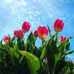 Tulpen Tulpen
