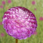 Dahlia Dahlia