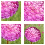 Collage Dahlia Collage Dahlia