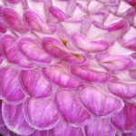 Dahlia part Dahlia part