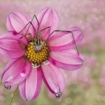 Spider Spider