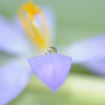 Krokus Krokus