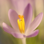 Krokus Krokus
