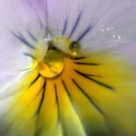 Viooltje Viooltje