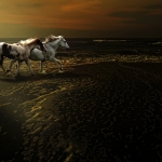 Horses Horses